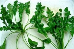 ���˵Ĺ�Ч�����ü����� ���˵�ʳ�÷���