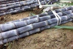 �����������ʳ��������ʲô