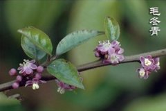 ë����Ҷ�Ĺ�Ч������ ë����Ҷ��������ͷʹ��