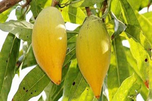 蛋黄果的功效与作用