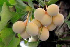 ���ӵĹ�Ч������ ���ӿ��Խ��͵��̴���