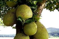 �����۵Ĺ�Ч������ �����۵�ѡ��