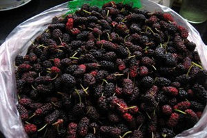 桑椹子的功效与作用及禁忌