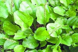 ��ǰ�ݵ�ʳ�÷���