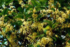 �𻨵Ĺ�Ч�����ü�ʳ�÷�������Щ