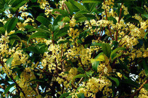 �𻨵Ĺ�Ч�����ü�ʳ�÷���