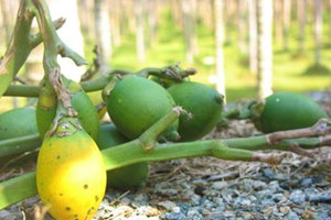 ���Ƶ�Σ��