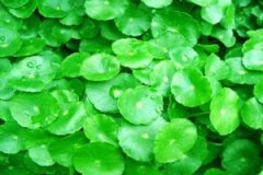 ��Ǯ�ݵĹ�Ч������ ��Ǯ�ݿ�����������ʯ��