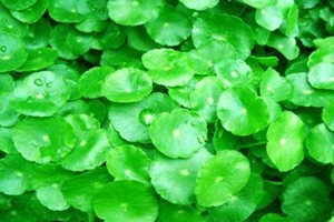 ��Ǯ�ݵĹ�Ч������