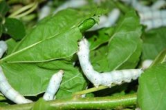 ɣҶ�Ĺ�Ч�����ü�ʳ�÷��� ɣҶ���Կ�����