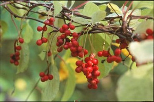 五味子的功效与作用及食用方法