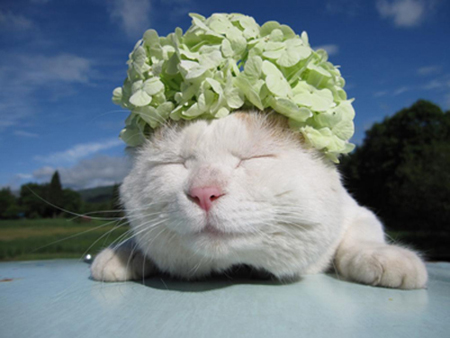 �ɰ�è��ͼƬ���� ��������è��