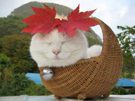 �ɰ�è��ͼƬ���� ��������è��