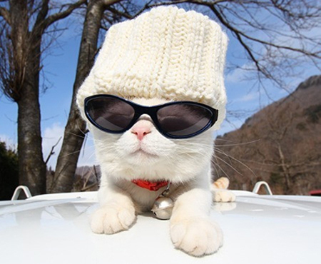 �ɰ�è��ͼƬ���� ��������è��