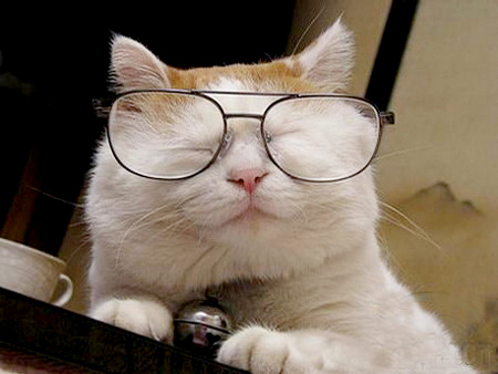 �ɰ�è��ͼƬ���� ��������è��