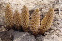 �����صĹ�Ч�����ü�ʳ�÷�����ʲô