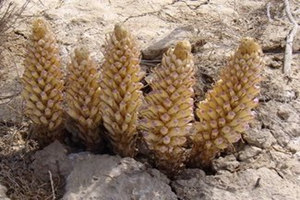 �����صĹ�Ч�����ü�ʳ�÷���