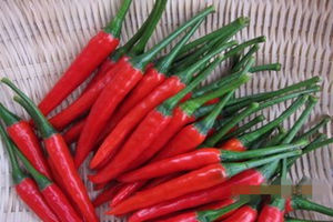朝天椒的功效与作用