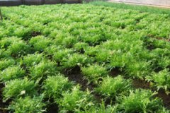 ��յ�Ӫ����ֵ��ʲô ��յ�ע������