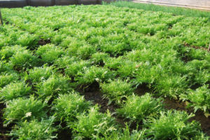 苦菊的营养价值 苦菊的注意事项