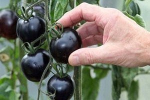 黑番茄是不是转基因