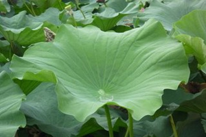 荷叶的功效与作用 荷叶的营养价值