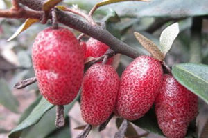 ɽ���ǵĹ�Ч������