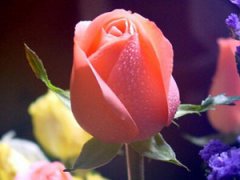 �������� �������ͺ͸������͵�����