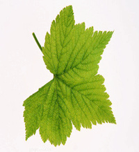 ʶ