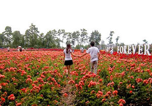 五月赏花哪里好