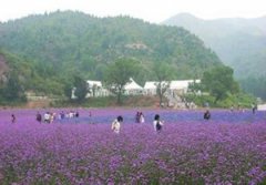 ������������� ������޹�²ݻ���