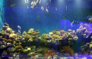海洋生物馆好玩么