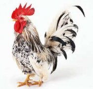 2015��7������ʮ����Ф����