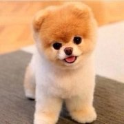 ����2015������ 1994�������˵�����