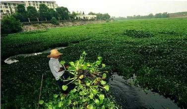 水葫芦的危害 水葫芦对水体有什么危害