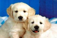 ����2015������ 1958�������˵�����