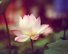 �귨�￴���� 2015������ʮ����������