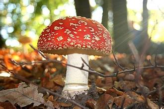 如何识别毒蘑菇 毒蘑菇的辨别方法