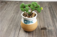 ѡ���ʺ϶���ֲ��Ļ��� ����ֲ������輼��