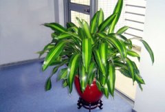 �����г�����ϲ��ֲ�� �ʺϼҾ���ֲ��ֲ��