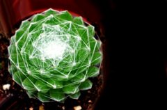 ����ֲ����˿������ô�� ����ֺ���˿����