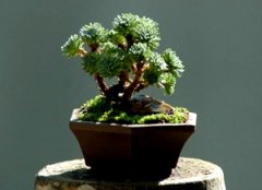 ����ֲ�Ｇ��С����ô�� ����ֺü���С��