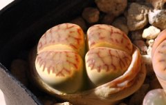 ��ʯ����Ƥ�ڵĹ��� ��ʯ����Ƥ�ڵ�����Ҫ��