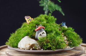 苔藓植物的栽培管理 如何种好苔藓
