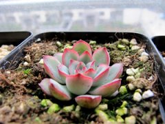 ����ֲ�ﻨ��ҹ��ô�� ����ֺû���ҹ