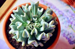 ����ֲ����������ô�� �������������