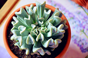 多肉植物特玉莲怎么养 如何养好特玉莲