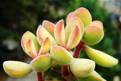 ����ֲ������ʫ��ô�� ����ֺ�����ʫ