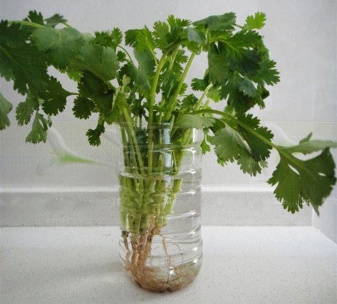 香菜如何保鲜