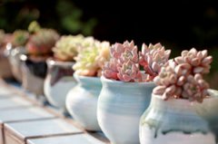 ��������ֲ��Ľ�ˮ���� ��ע����ô��ˮ